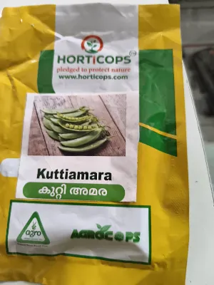 KUTTI BEANS
