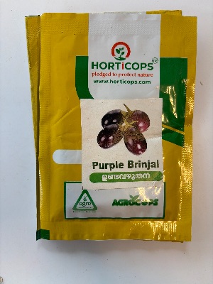 PURPLE BRINJAL